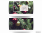 Evergreen Holiday Envelopes
